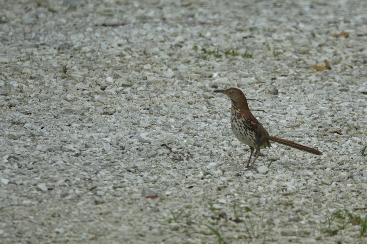 Brown Thrasher - ML638304594