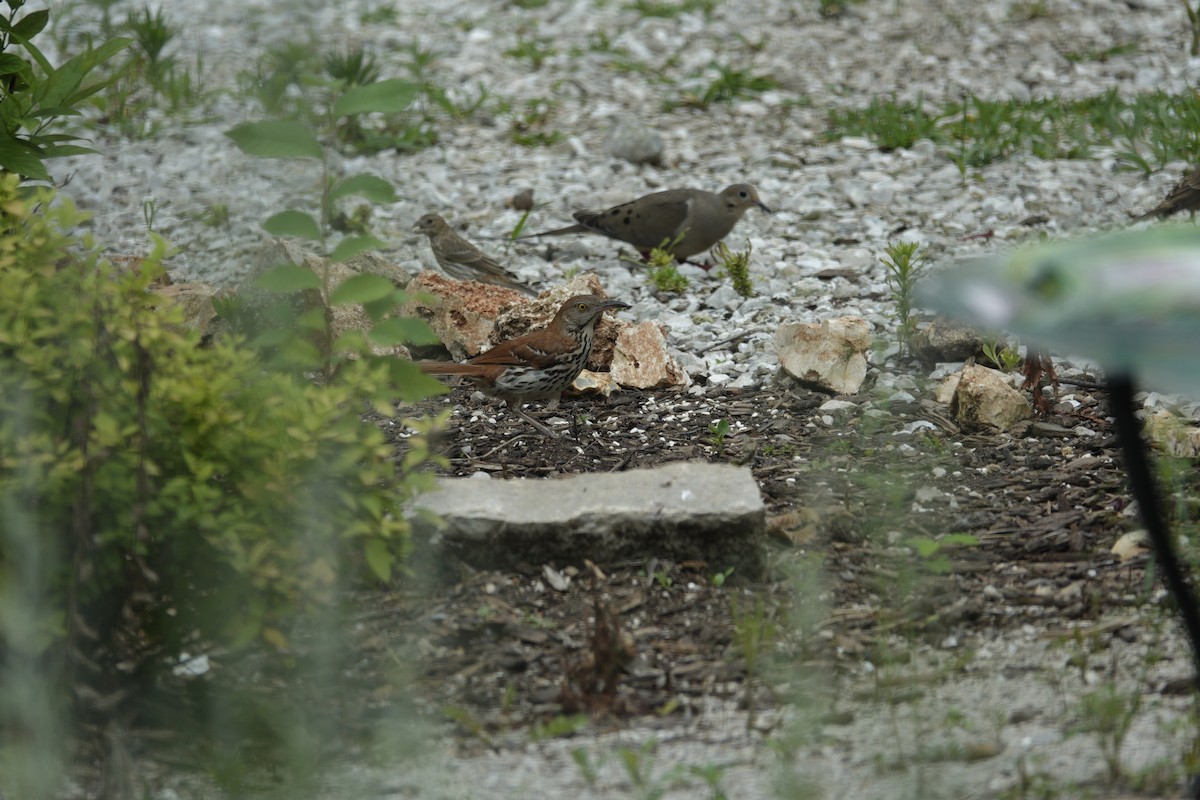 Brown Thrasher - ML638304595