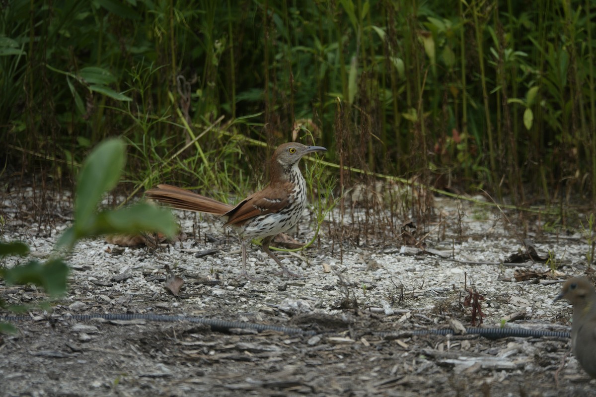 Brown Thrasher - ML638304597