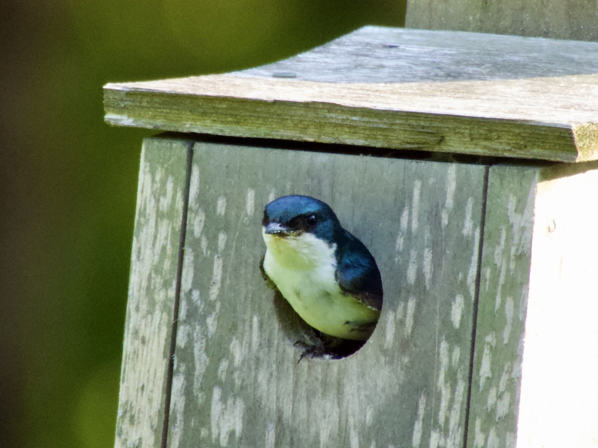 Tree Swallow - ML638304600