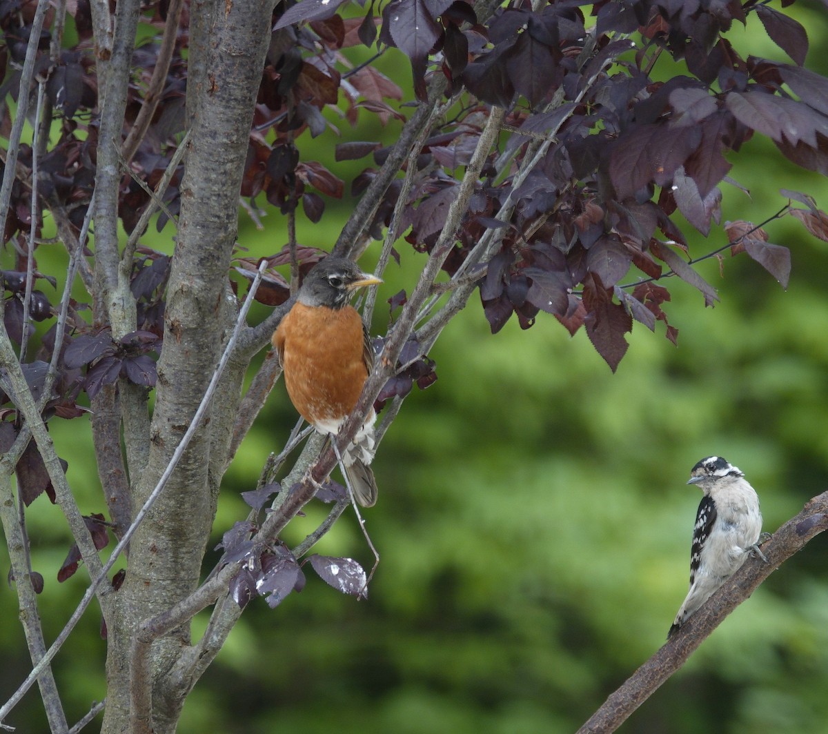 American Robin - ML638304602