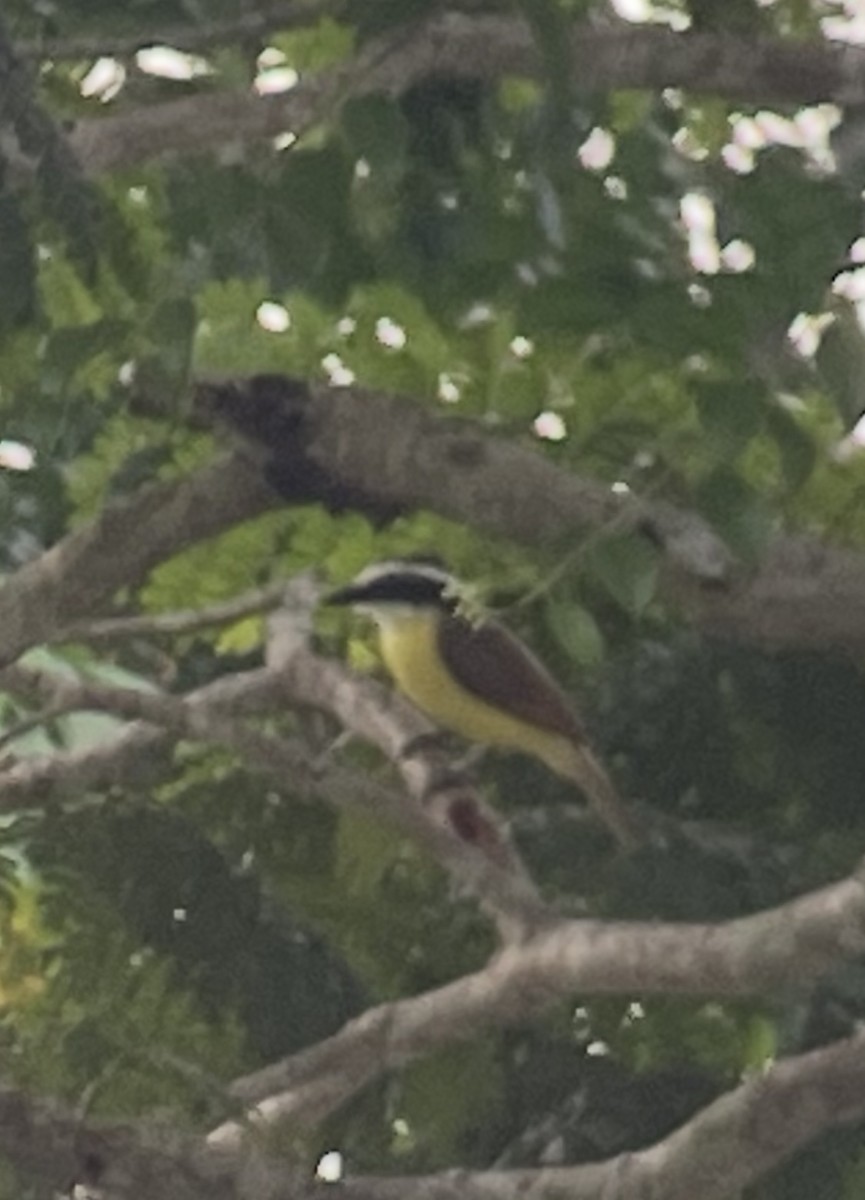 Great Kiskadee - ML638304604