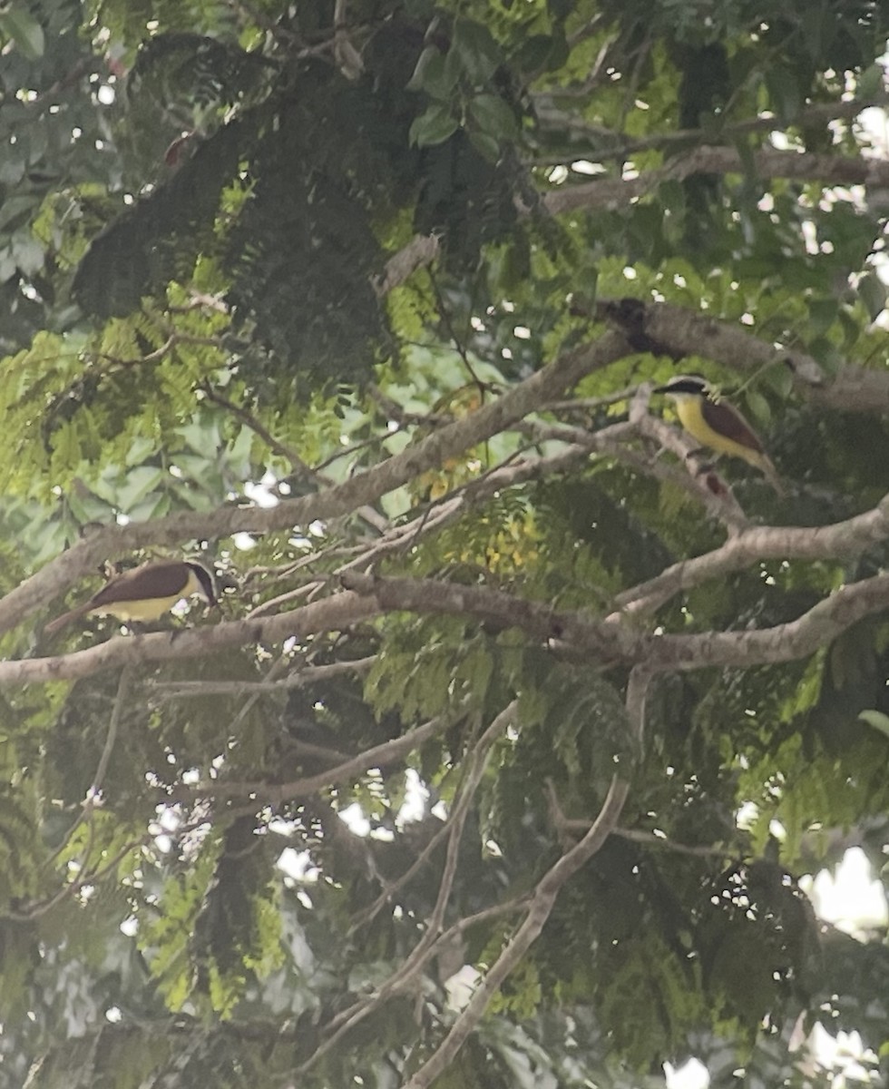 Great Kiskadee - ML638304605