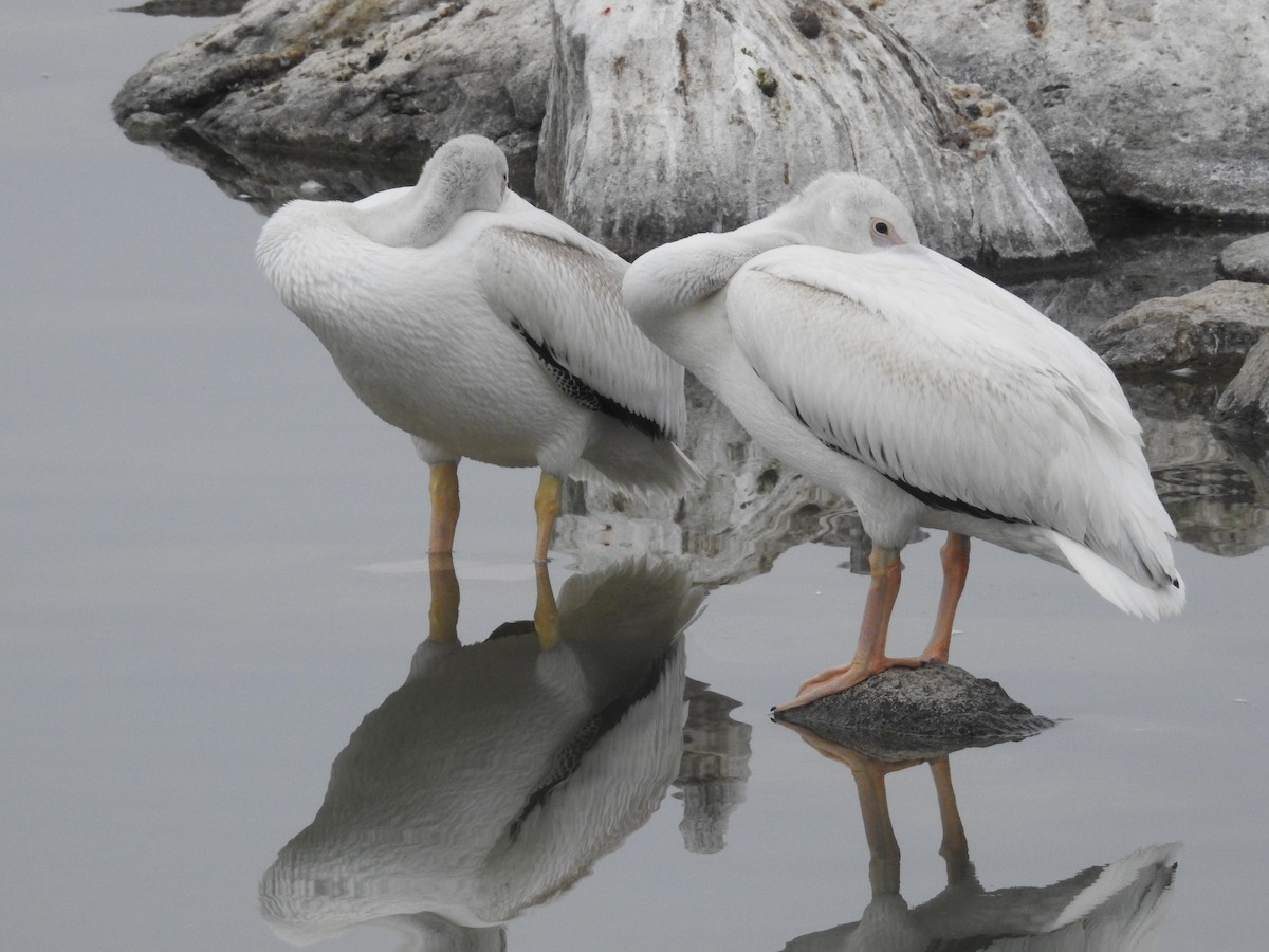 American White Pelican - ML63830461