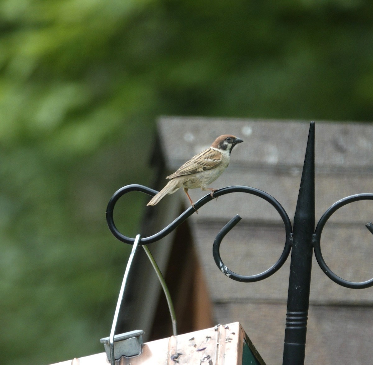 Eurasian Tree Sparrow - ML638304612