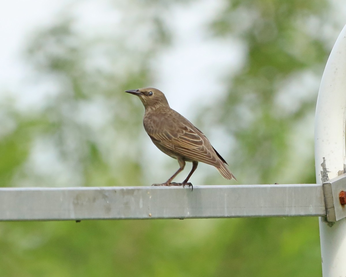 European Starling - ML638304613