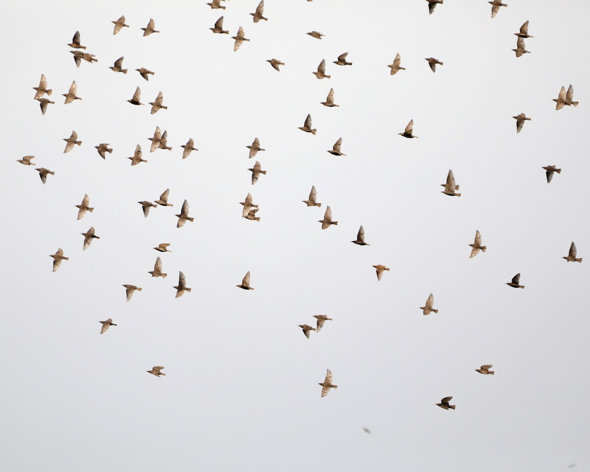 European Starling - ML638304614