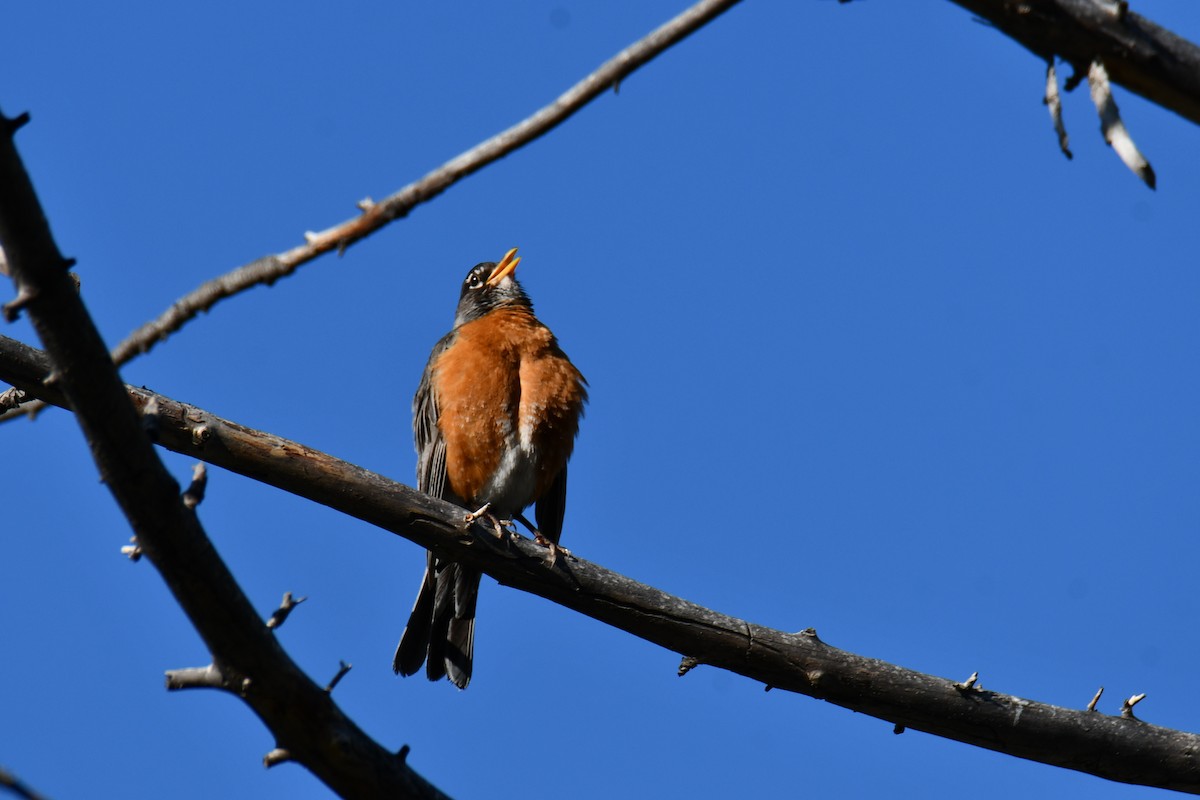 American Robin - ML638304615