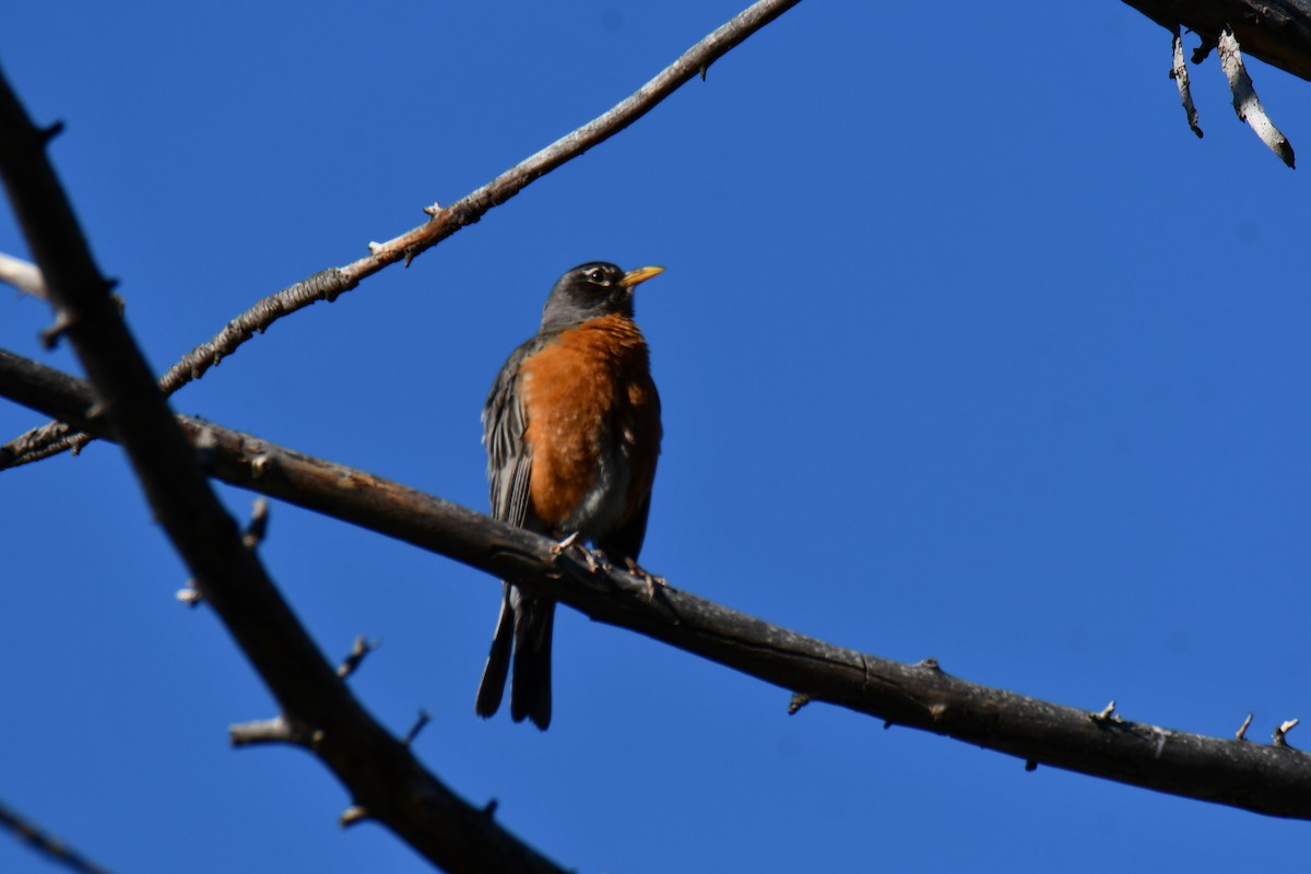American Robin - ML638304616