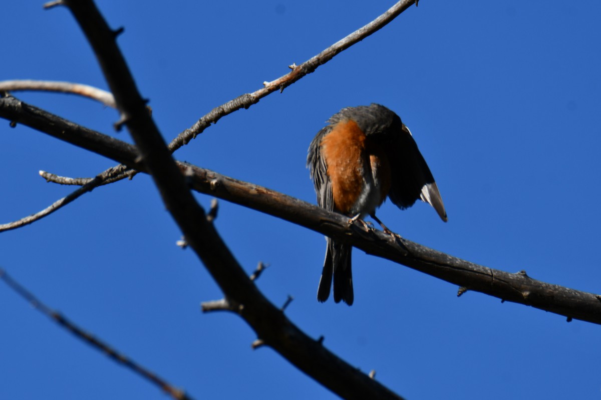 American Robin - ML638304617