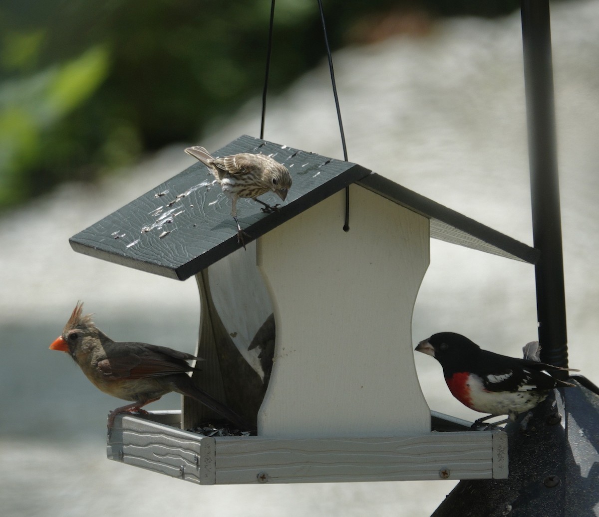 House Finch - ML638304619