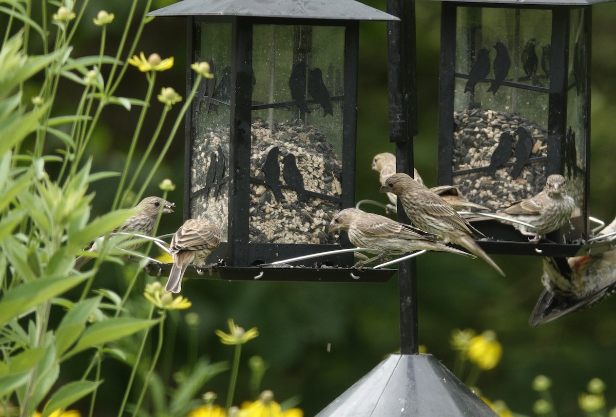 House Finch - ML638304620