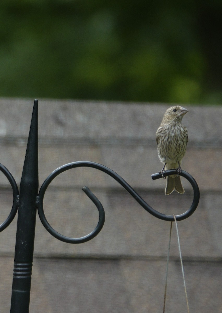 House Finch - ML638304621