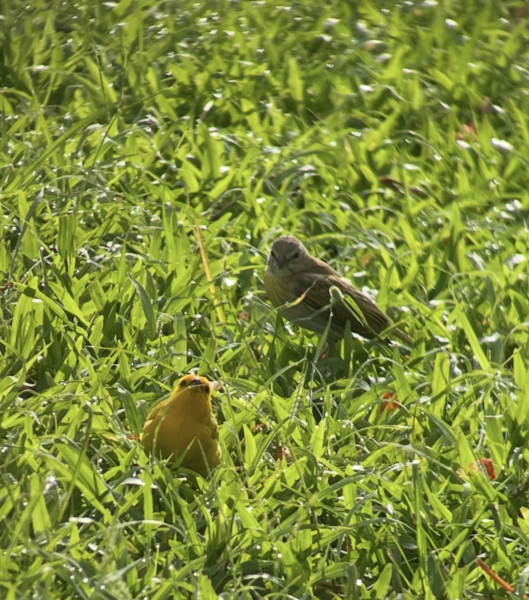 Saffron Finch - ML638304622