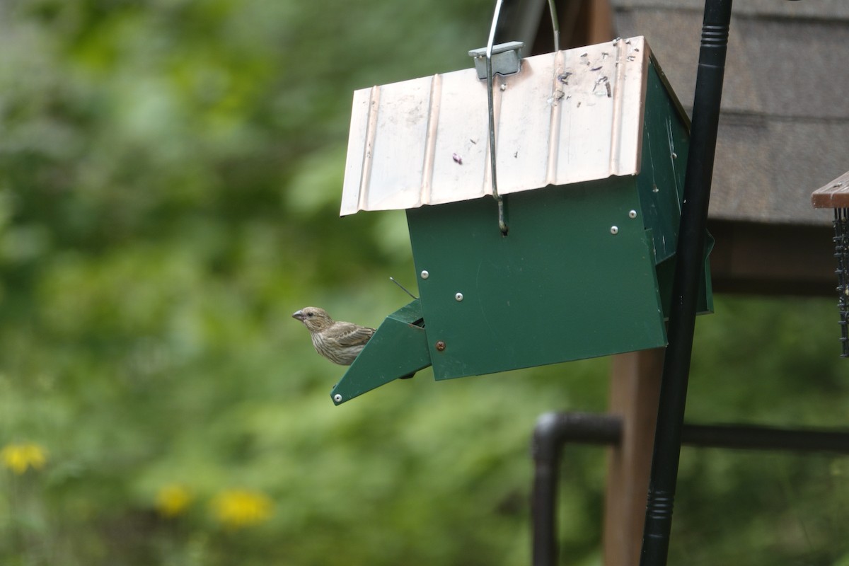 House Finch - ML638304624