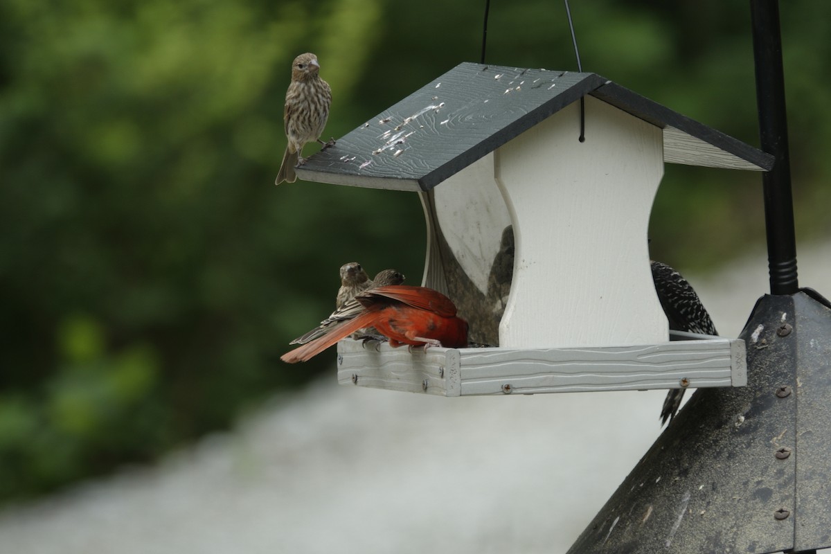 House Finch - ML638304625