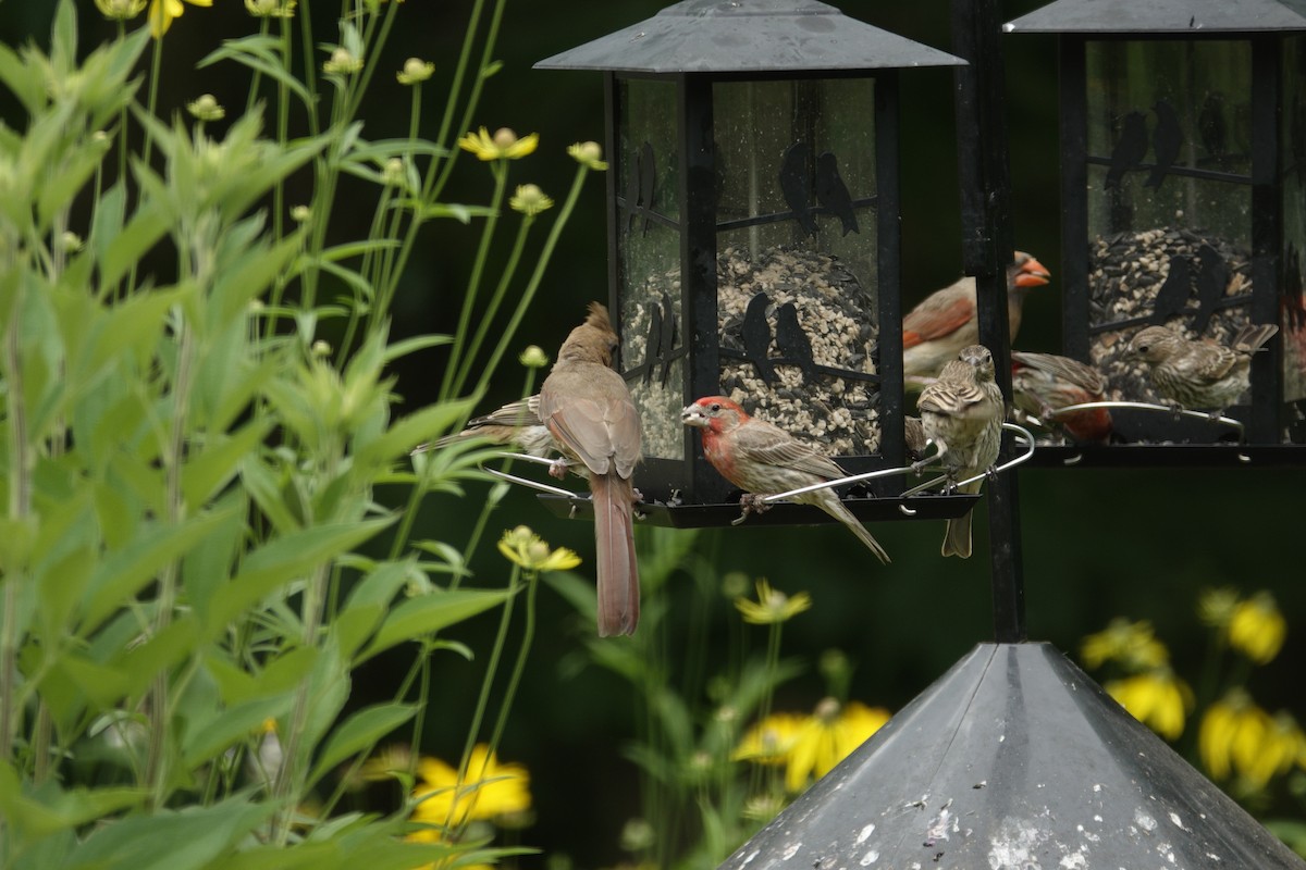 House Finch - ML638304626
