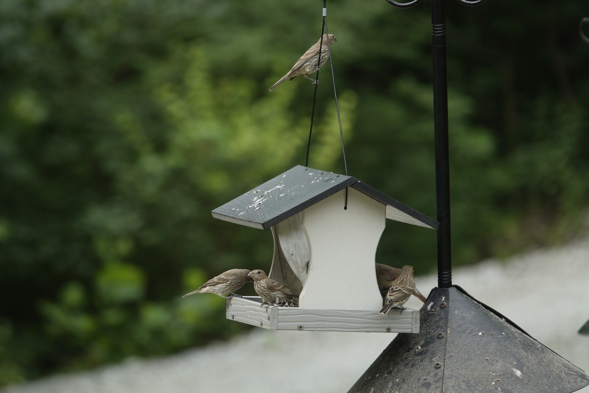 House Finch - ML638304627