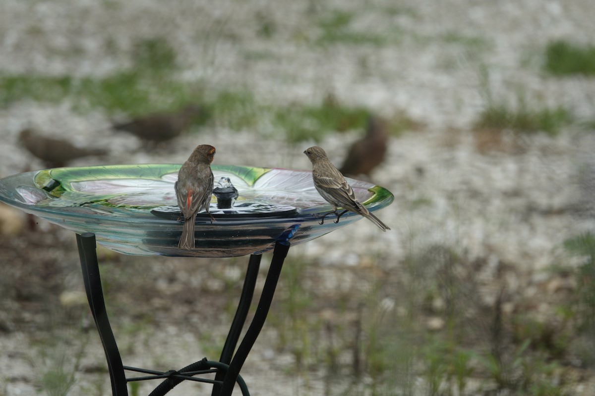 House Finch - ML638304628