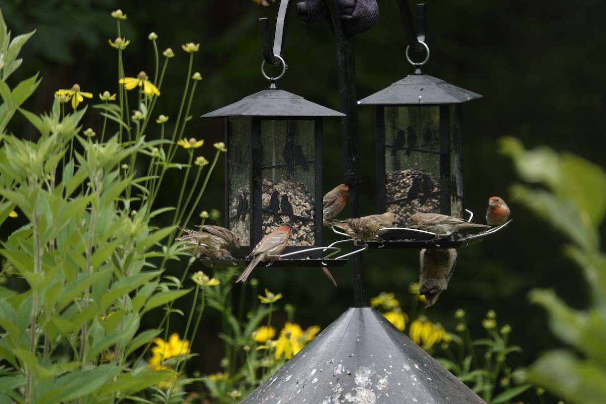 House Finch - ML638304629