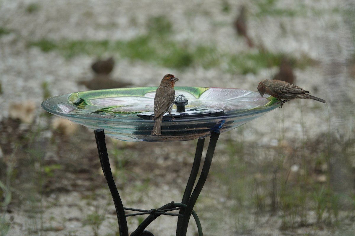 House Finch - ML638304630