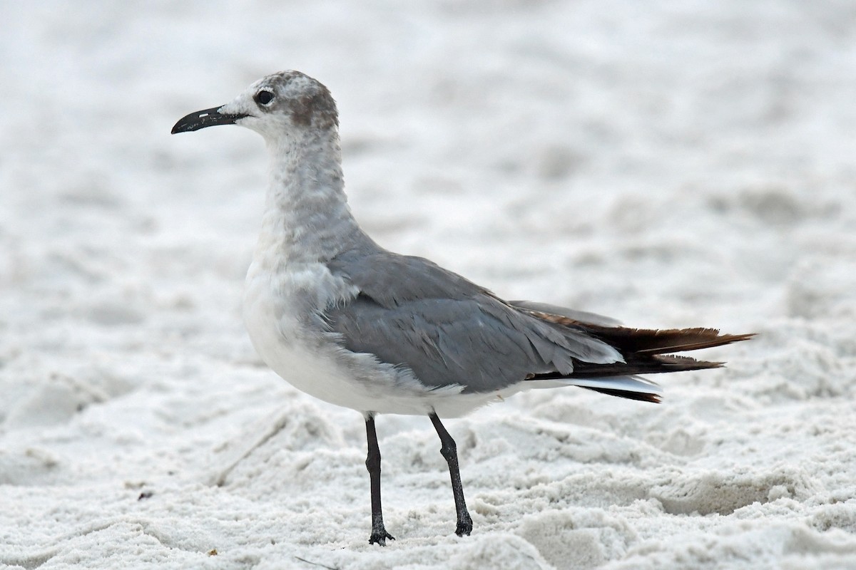 Laughing Gull - ML638304631