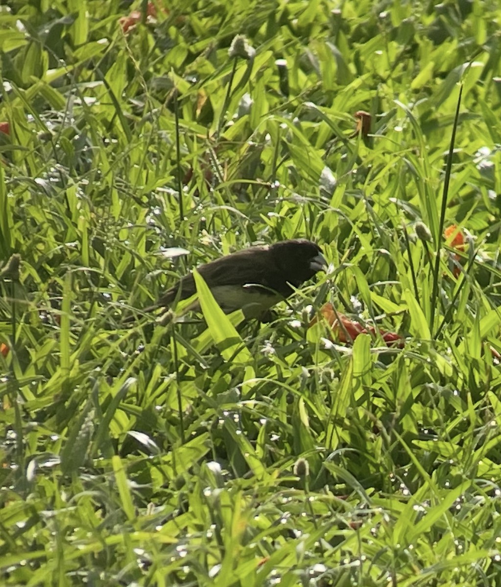 Yellow-bellied Seedeater - ML638304633