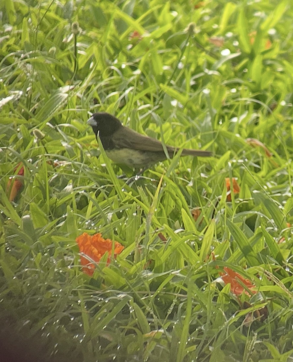 Yellow-bellied Seedeater - ML638304635