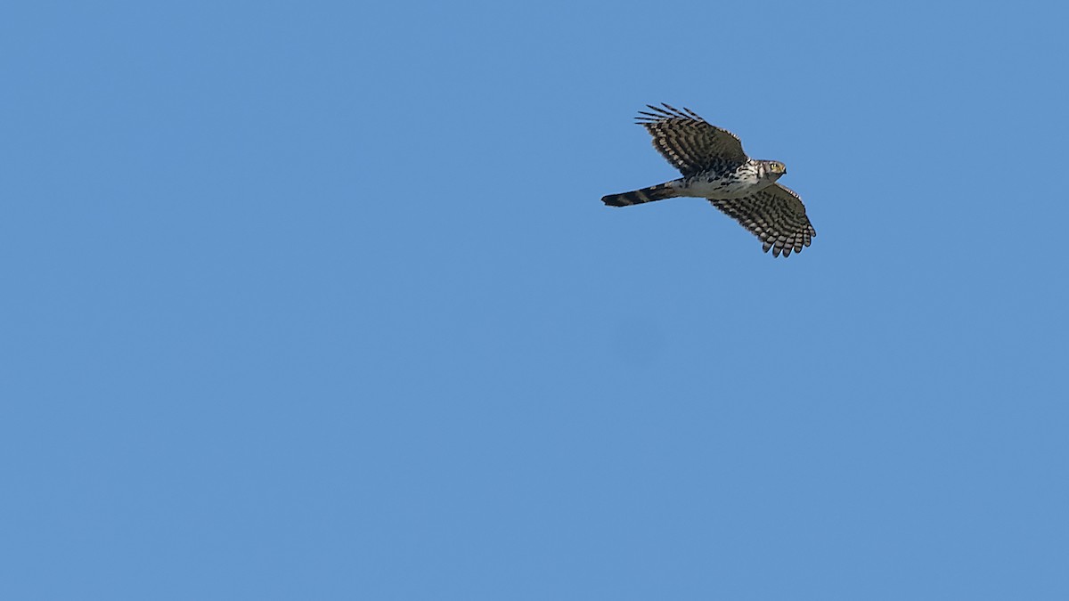 Bicolored Hawk - ML638304636