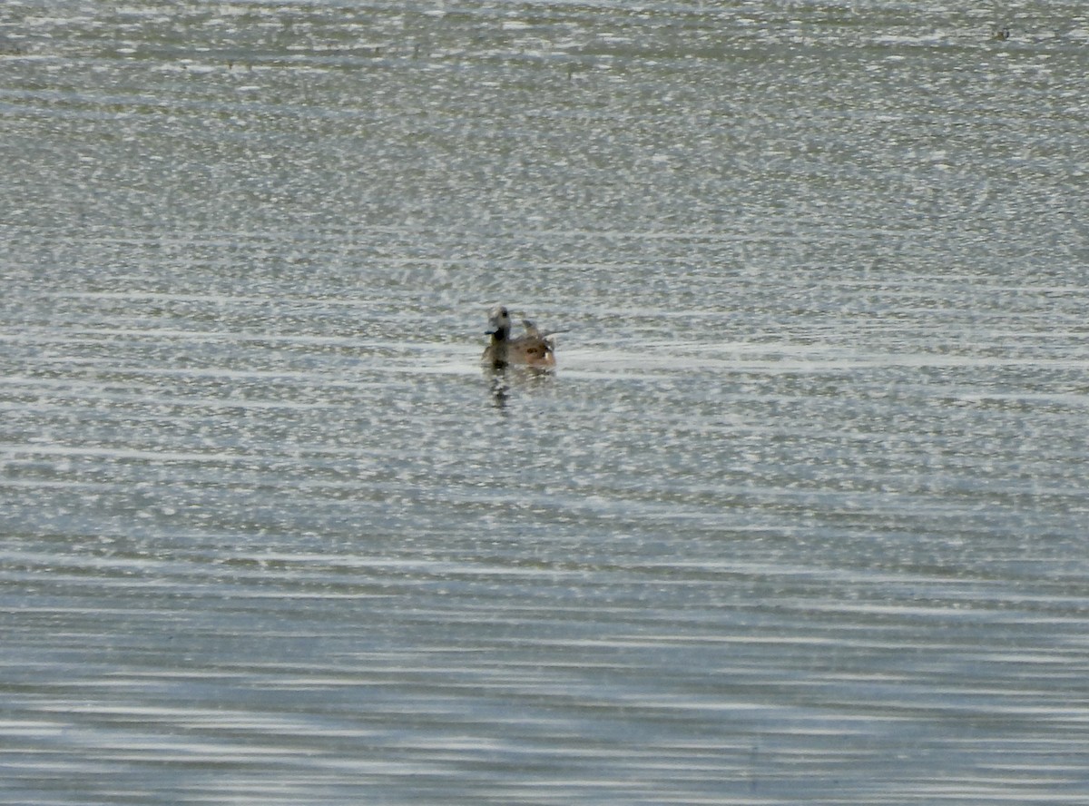 American Wigeon - ML638304637