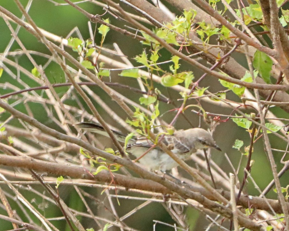 Northern Mockingbird - ML638304642