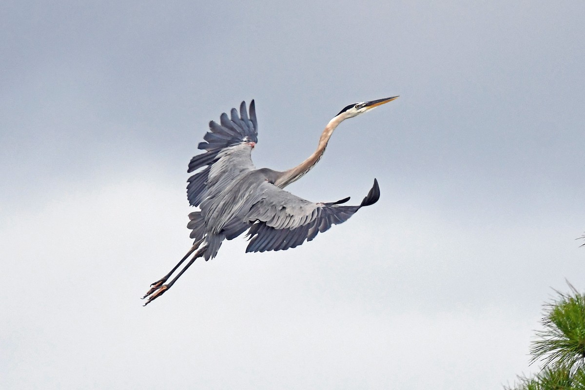 Great Blue Heron - ML638304645