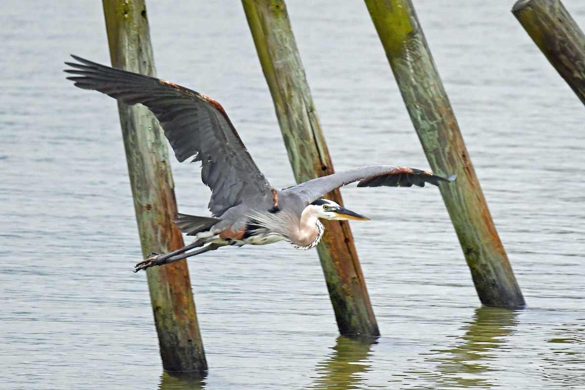 Great Blue Heron - ML638304646