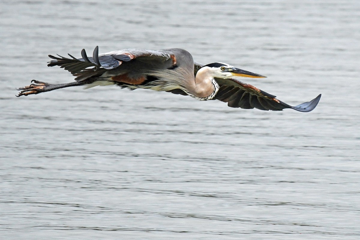 Great Blue Heron - ML638304648
