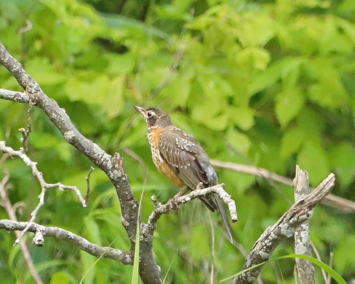 American Robin - ML638304650