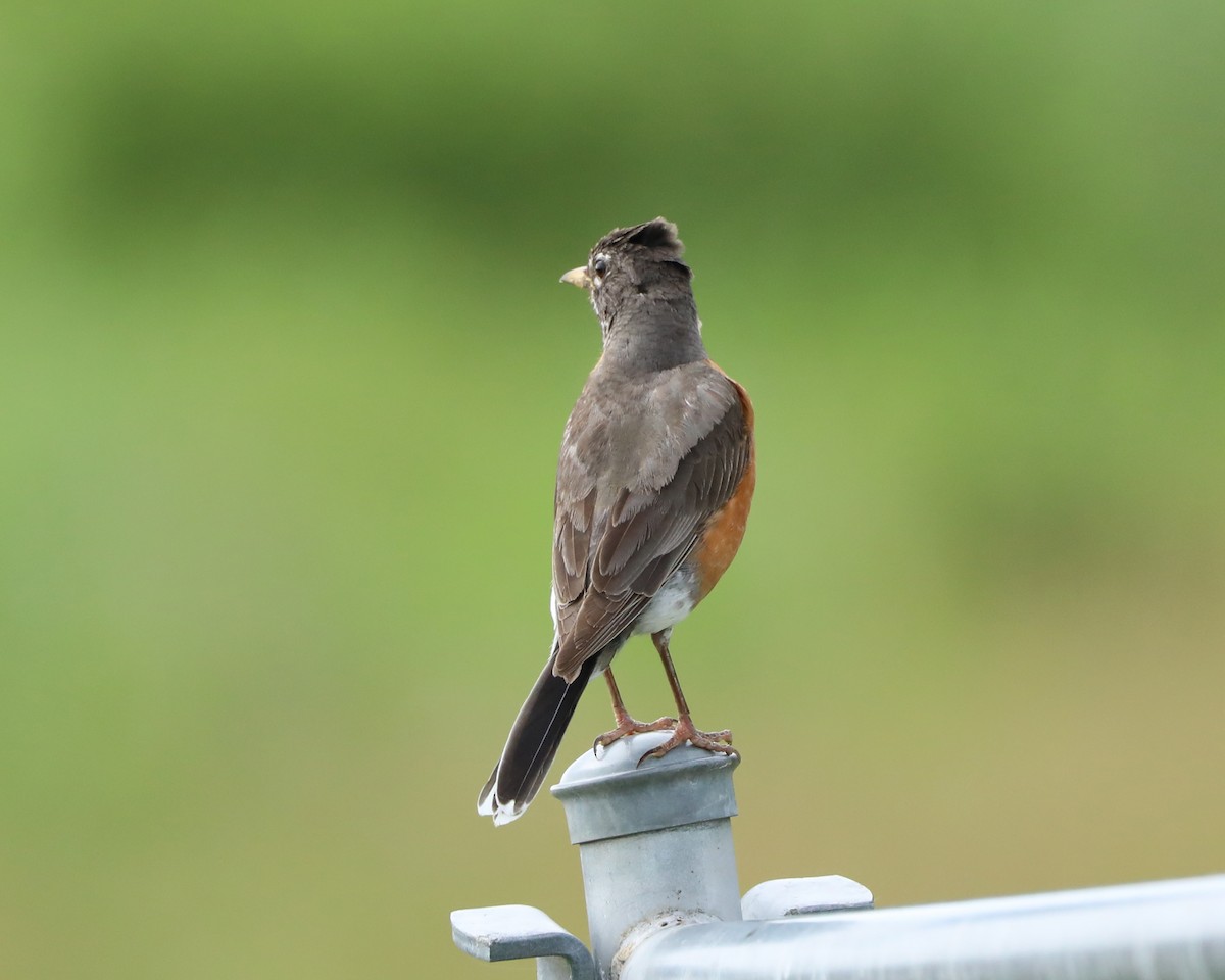 American Robin - ML638304653