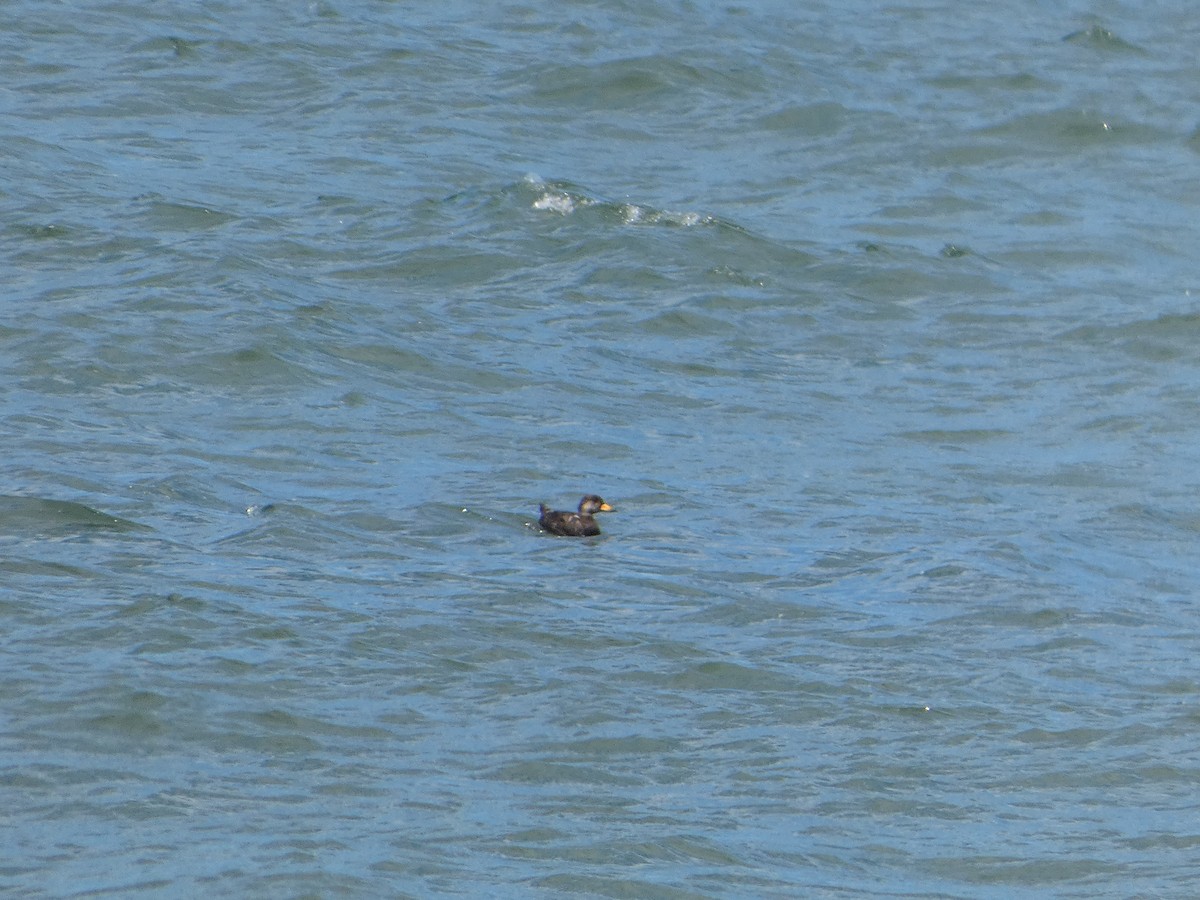 Black Scoter - ML638304657