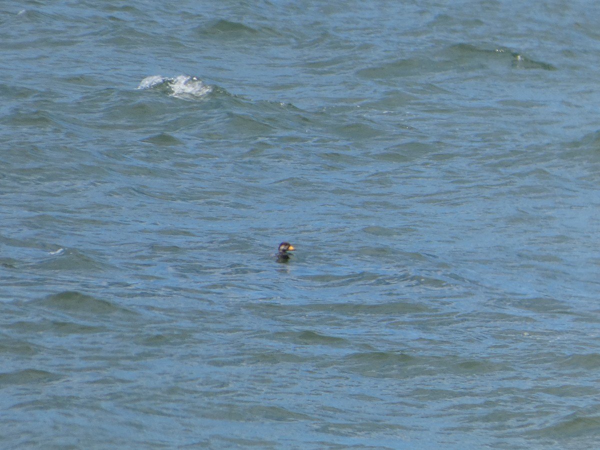 Black Scoter - ML638304658
