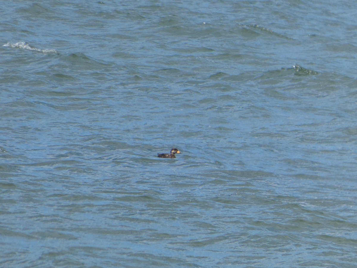 Black Scoter - ML638304659