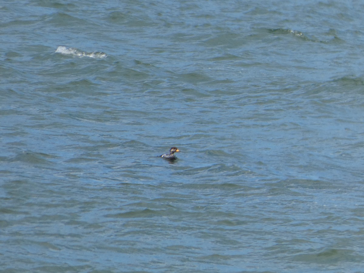 Black Scoter - ML638304660