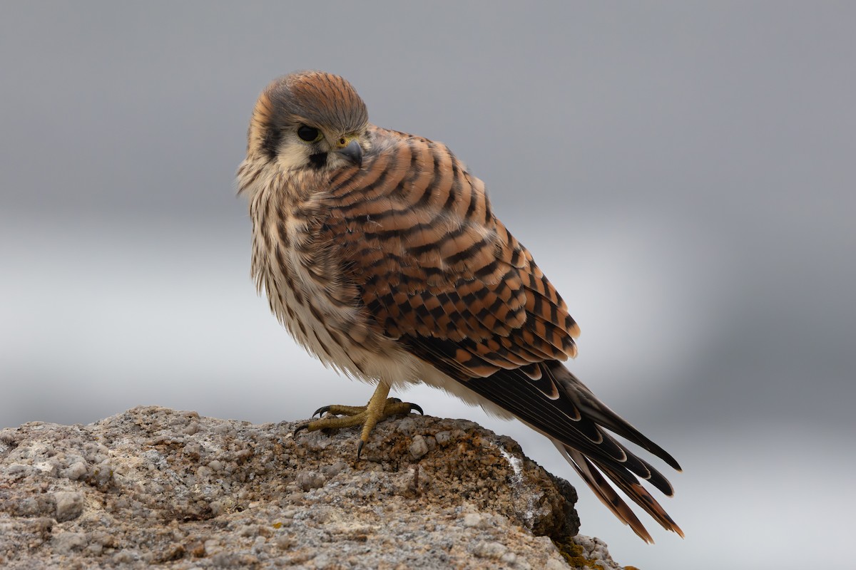 American Kestrel - ML638304681