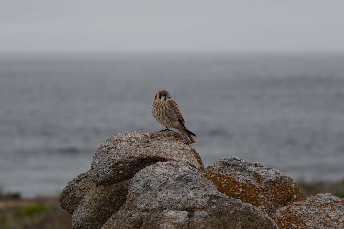 American Kestrel - ML638304682