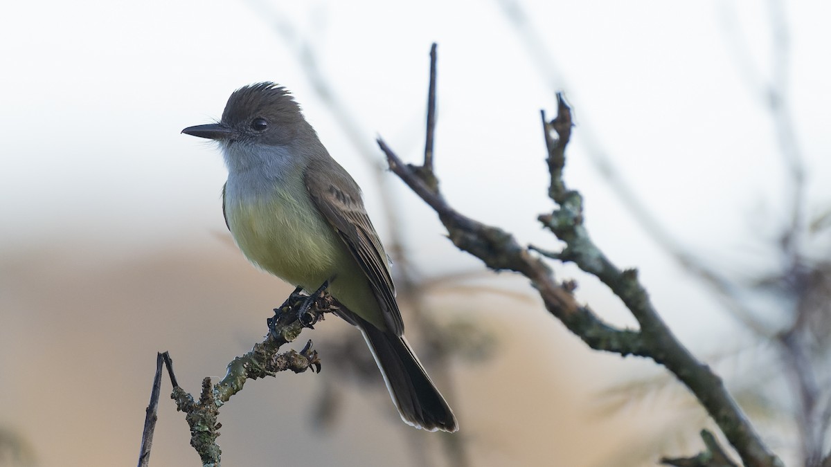 Short-crested Flycatcher - ML638304684