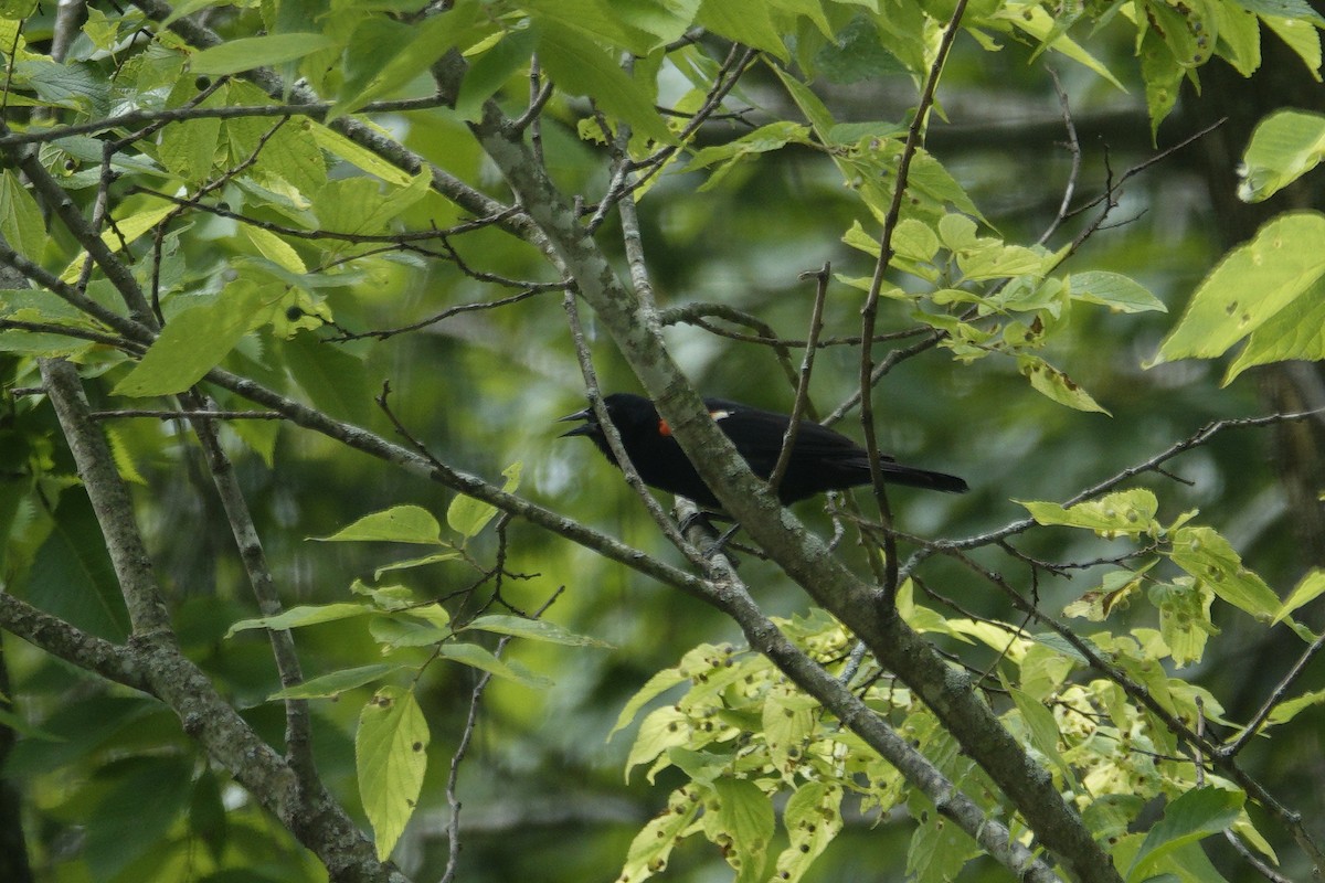 Red-winged Blackbird - ML638304686