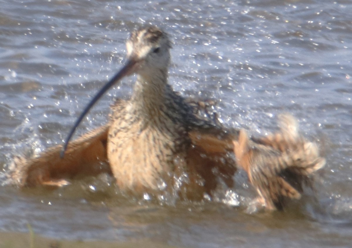 Long-billed Curlew - ML638304687