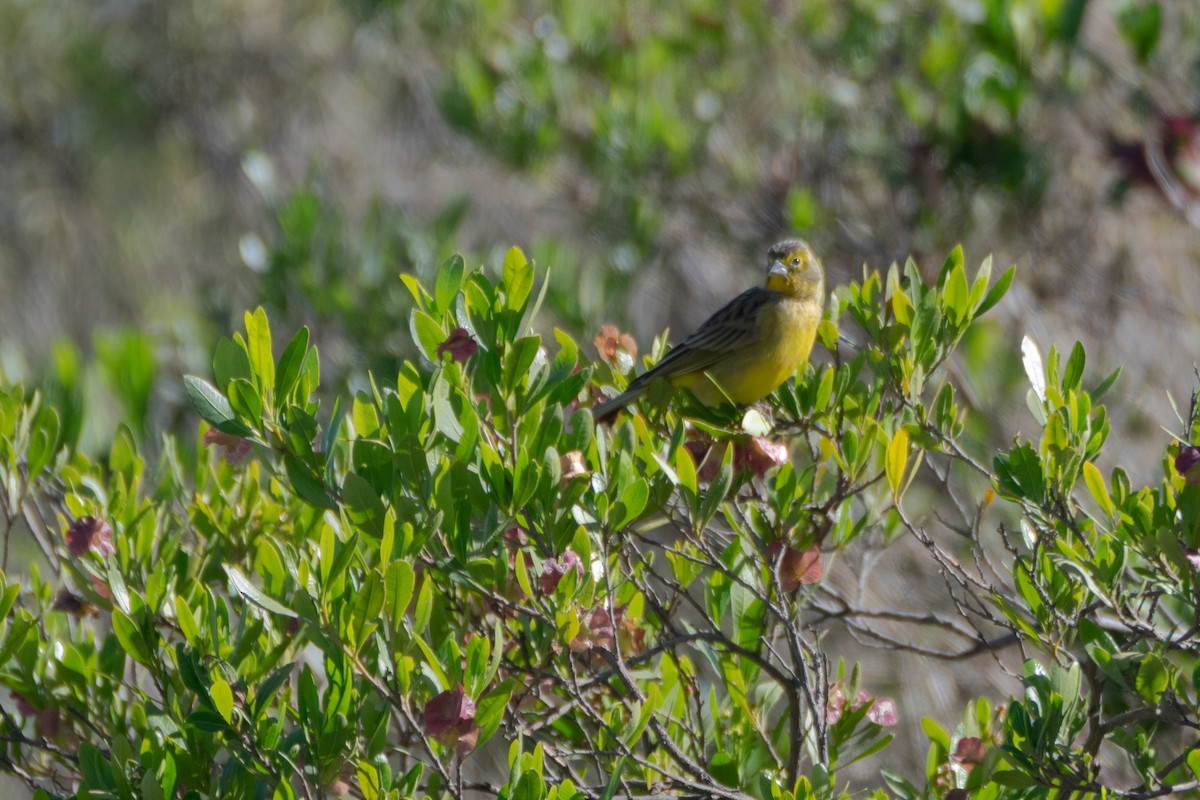 Grassland Yellow-Finch (Montane) - ML638304693