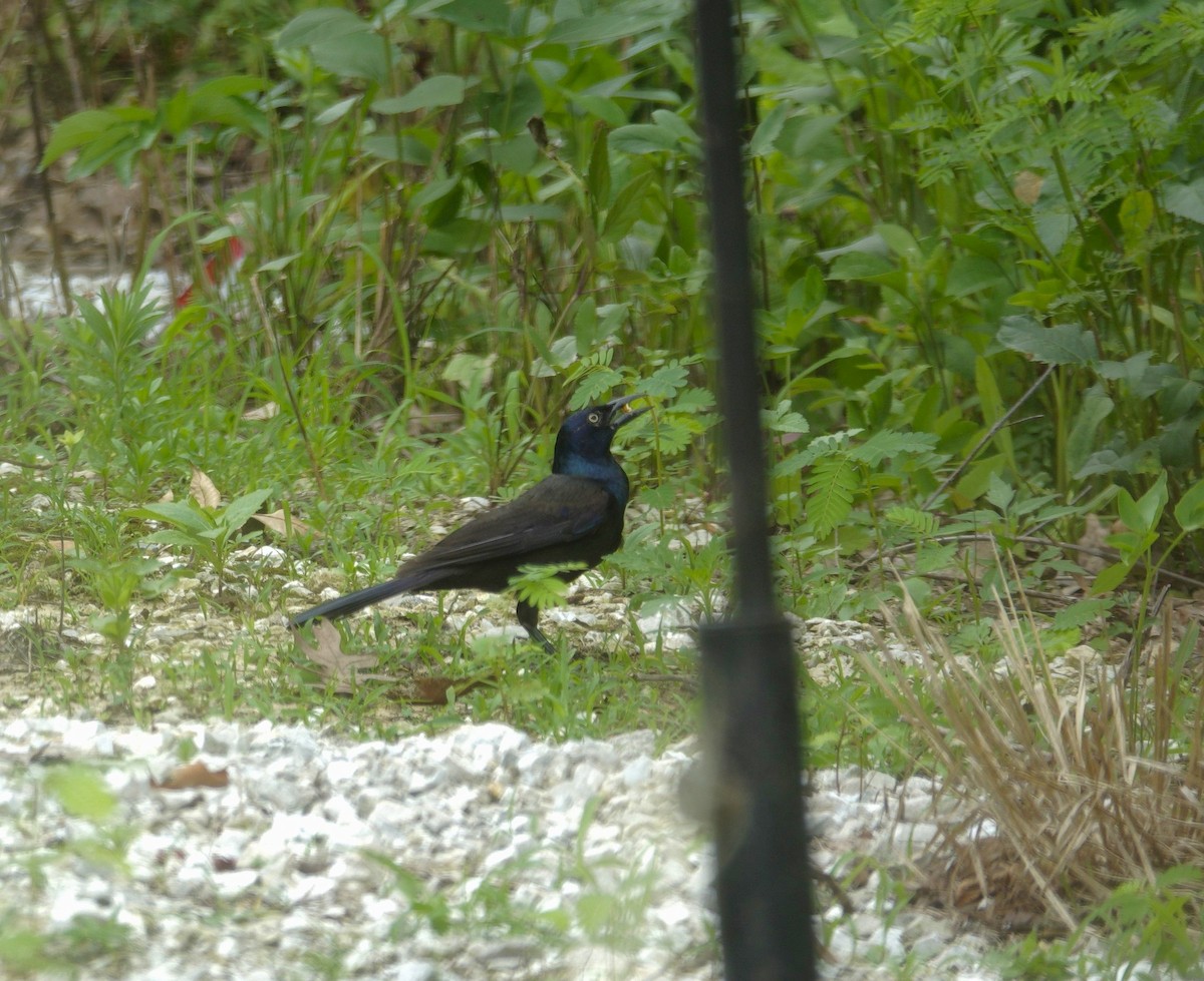 Common Grackle - ML638304694