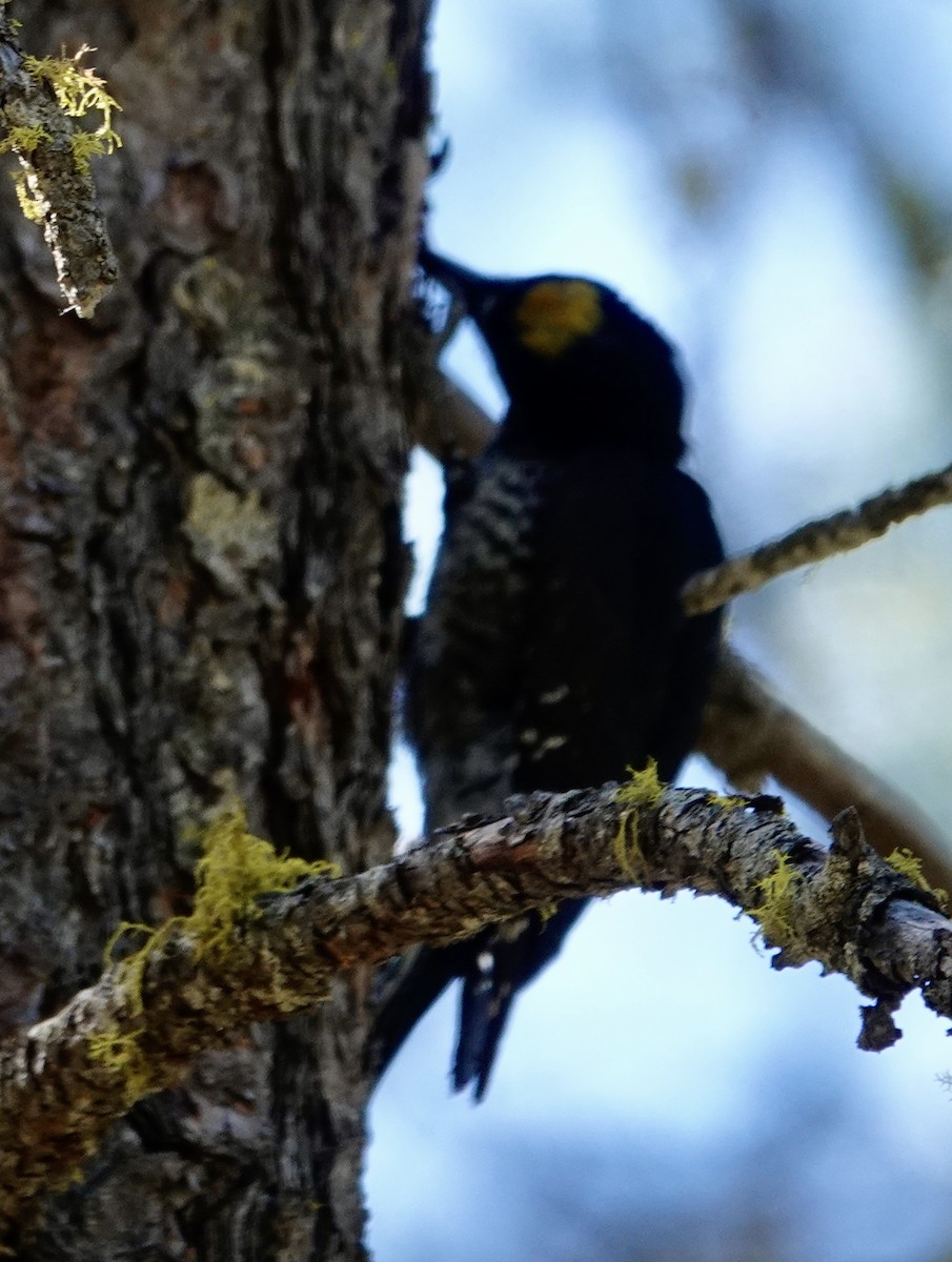 Black-backed Woodpecker - ML638304695