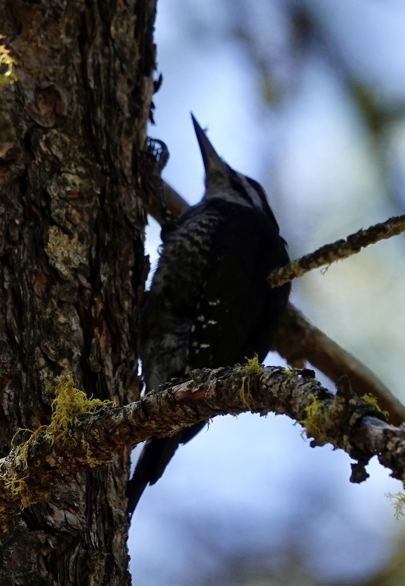 Black-backed Woodpecker - ML638304696
