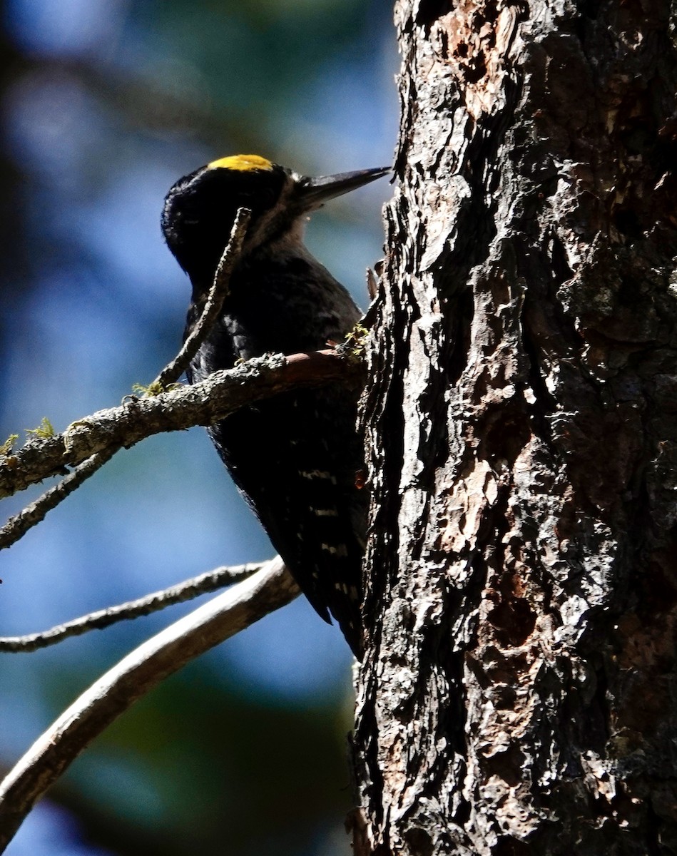 Black-backed Woodpecker - ML638304697